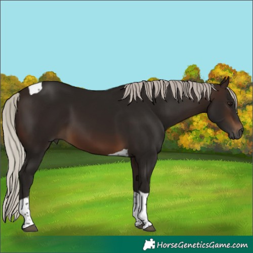 Horse Color:Gray Silver Bay Tobiano 