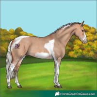 Horse Color:Silver Bay Dun Sabino Tobiano Frame Rabicano