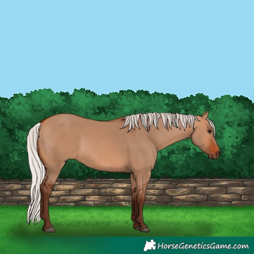 Horse Color:Silver Bay Dun 