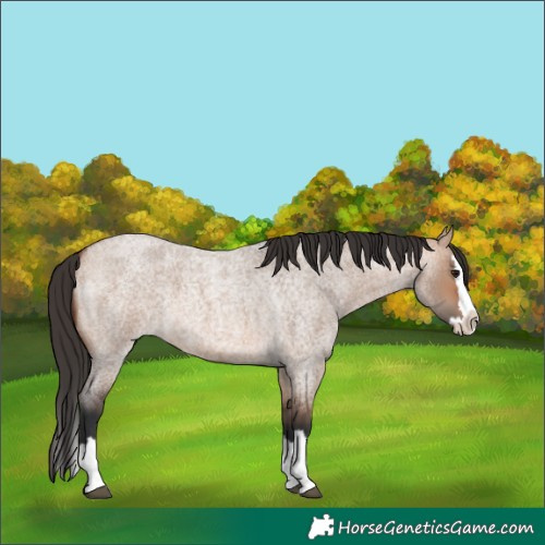 Horse Color:Bay Roan Dun Splash