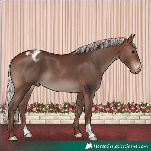 Horse Color:Silver Brown Appaloosa 