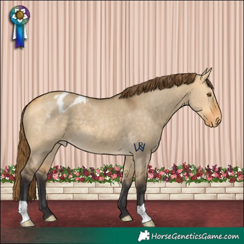 Horse Color:Buckskin Dun Appaloosa 