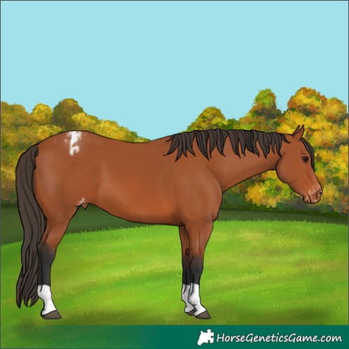 Horse Color:Bay Appaloosa