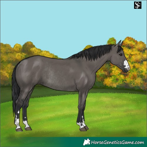 Horse Color:Grullo Rabicano 