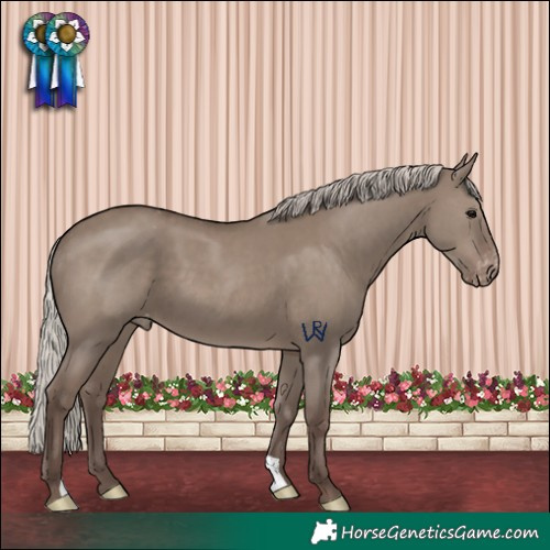 Horse Color:Silver Grullo Appaloosa 
