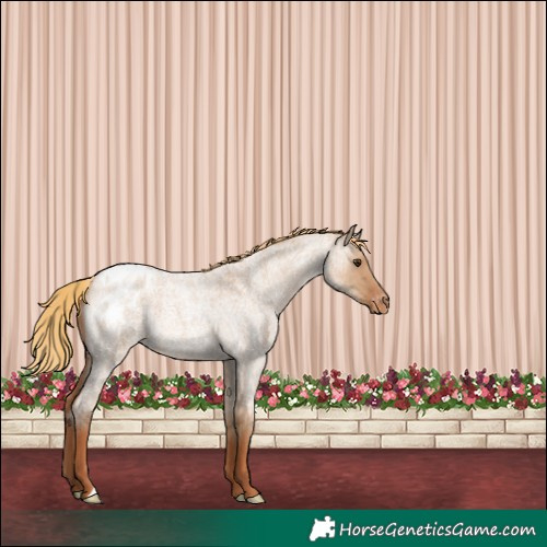 Horse Color:Red Dun Roan Appaloosa 