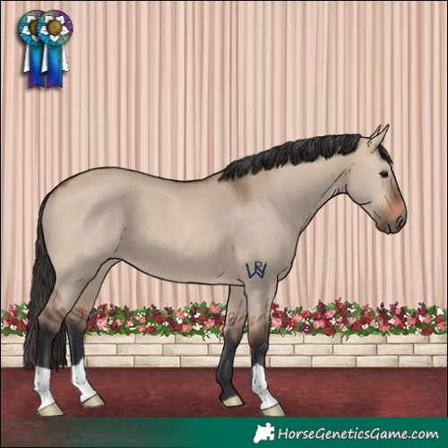 Horse Color:Bay Dun