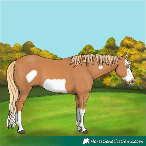 Horse Color:Chestnut Splash Frame