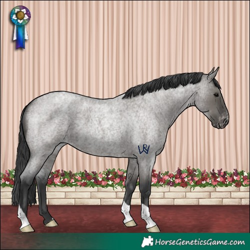 Horse Color:Grullo Roan Appaloosa