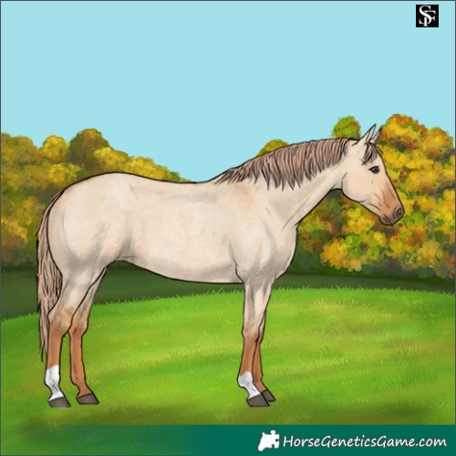 Horse Color:Red Dun Roan