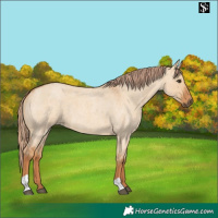 Horse Color:Red Dun Roan 