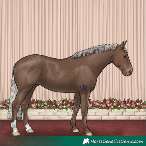 Horse Color:Silver Black Appaloosa 