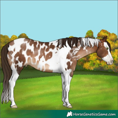 Horse Color:Gray Brown Pearl Splash Tobiano Appaloosa 