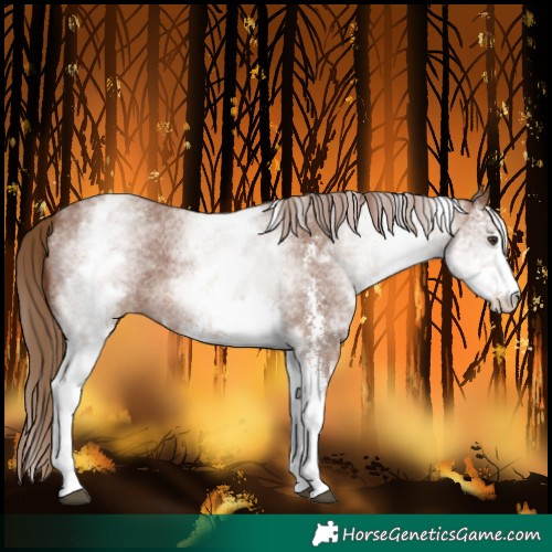 Horse Color:White Spotted Chestnut Sabino 