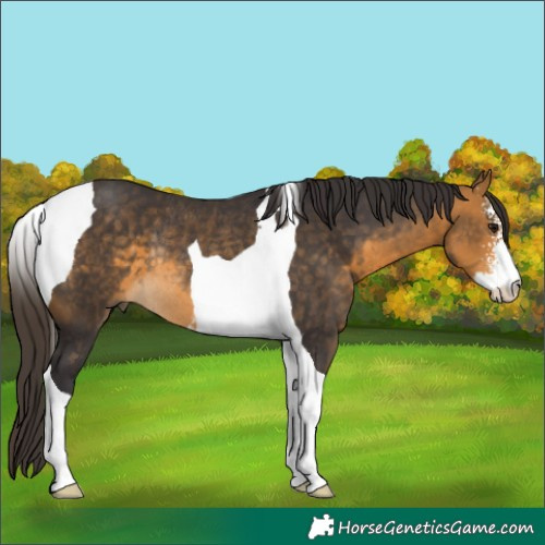 Horse Color:Buckskin Sabino Tobiano Rabicano 