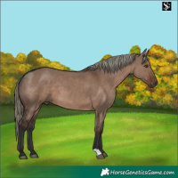 Horse Color:Liver Red Dun Mushroom 