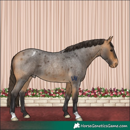 Horse Color:Buckskin Roan Varnish
