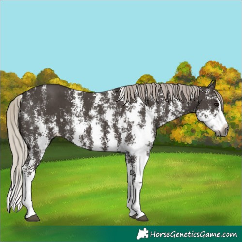 Horse Color:Gray Silver Black Sabino Splash