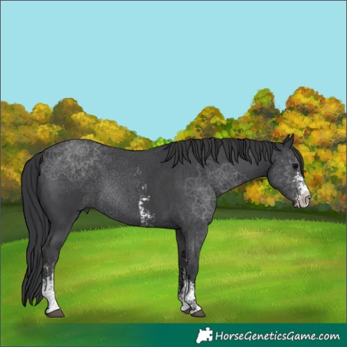 Horse Color:Black Sabino 
