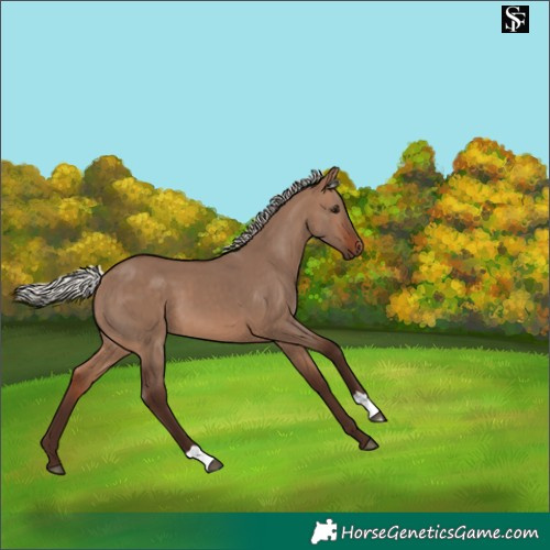 Horse Color:Silver Brown Dun 