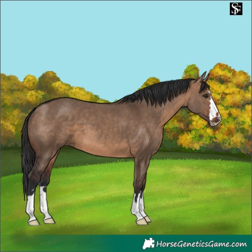 Horse Color:Brown Dun