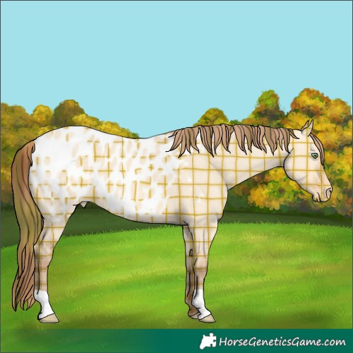 Horse Color:Plaid Amber Champagne Dun Appaloosa