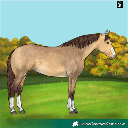 Horse Color:Chocolate Buckskin Dun 