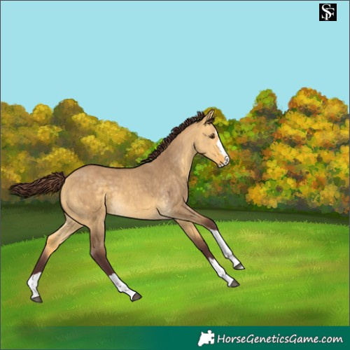 Horse Color:Chocolate Buckskin Dun