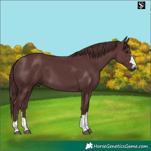 Horse Color:Chocolate Smoky Black