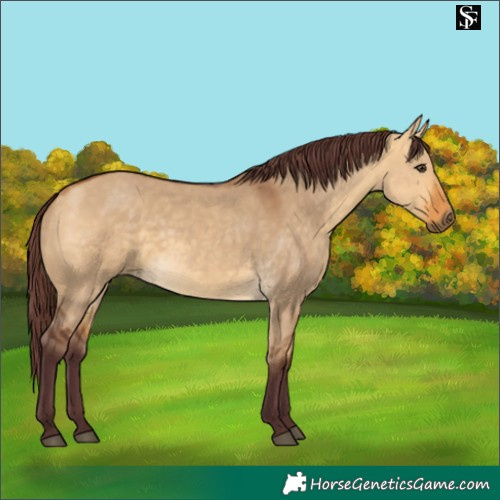 Horse Color:Chocolate Buckskin Dun 