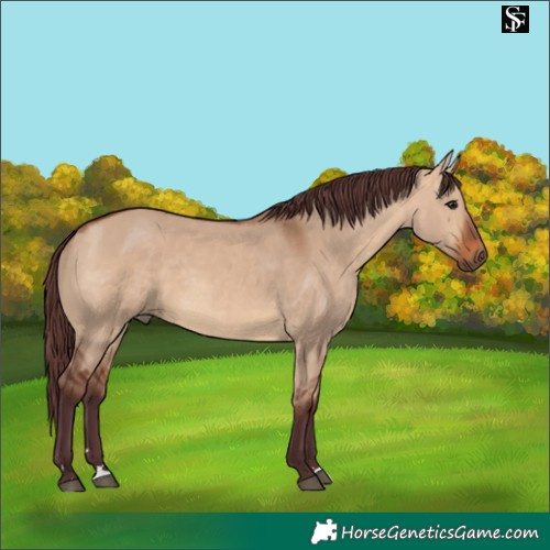 Horse Color:Chocolate Bay Dun 