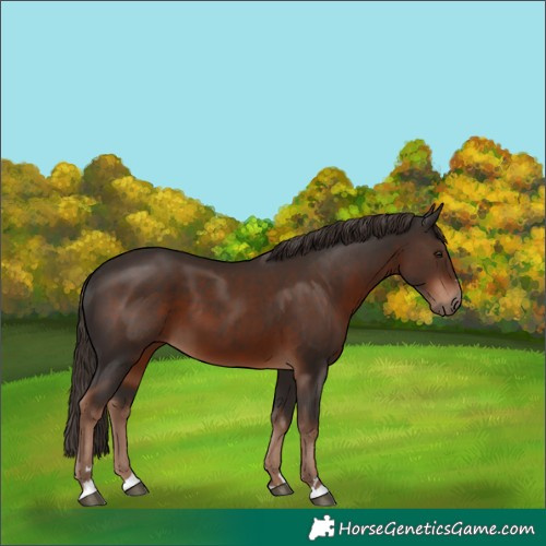 Horse Color:Liver Chestnut 
