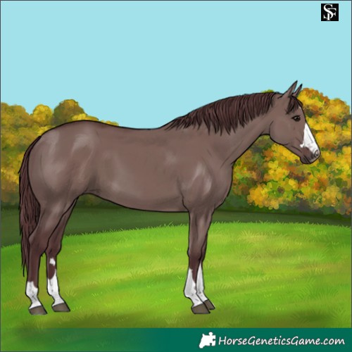 Horse Color:Chocolate Grullo
