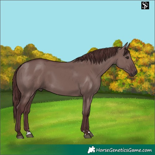 Horse Color:Chocolate Smoky Grullo 