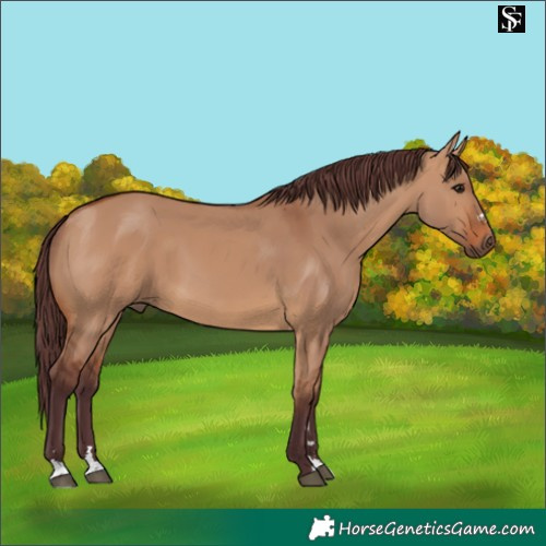 Horse Color:Chocolate Bay Dun