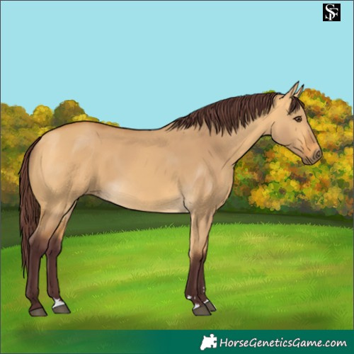 Horse Color:Chocolate Buckskin Dun 