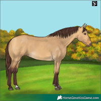 Horse Color:Chocolate Buckskin Dun