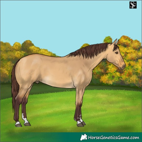 Horse Color:Chocolate Buckskin Dun