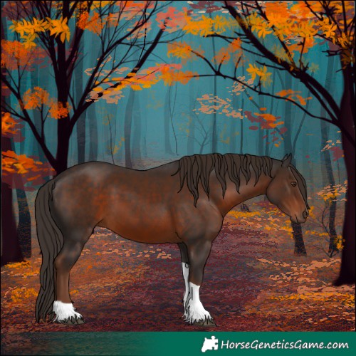 Horse Color:Liver Chestnut Tobiano