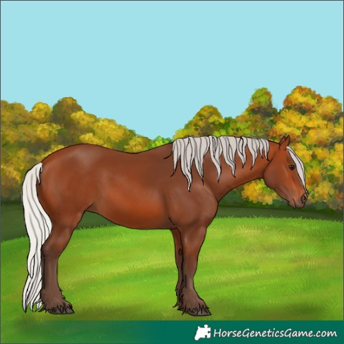 Horse Color:Silver Bay Rabicano