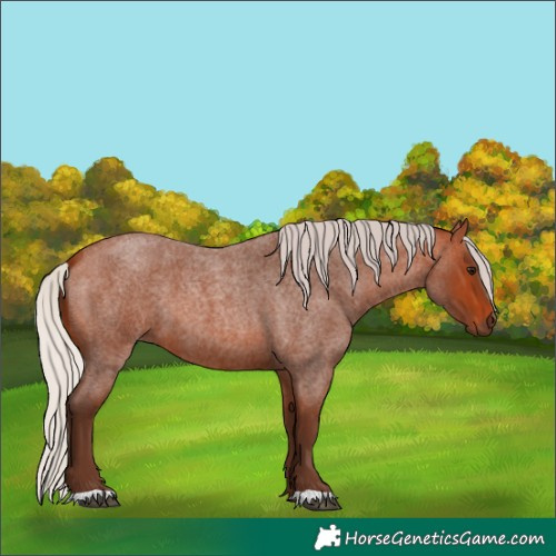 Horse Color:Silver Bay Roan 