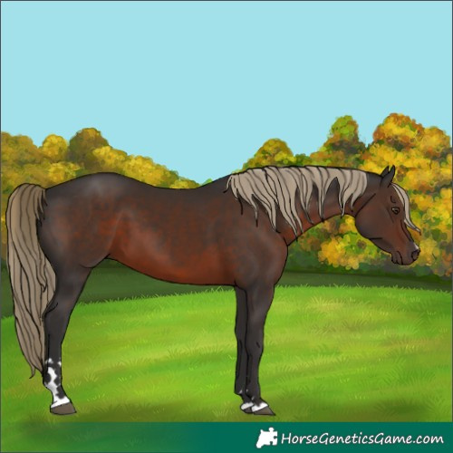 Horse Color:Liver Chestnut 