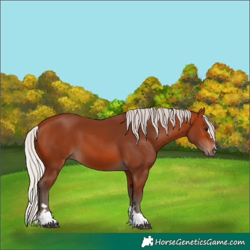 Horse Color:Silver Bay 
