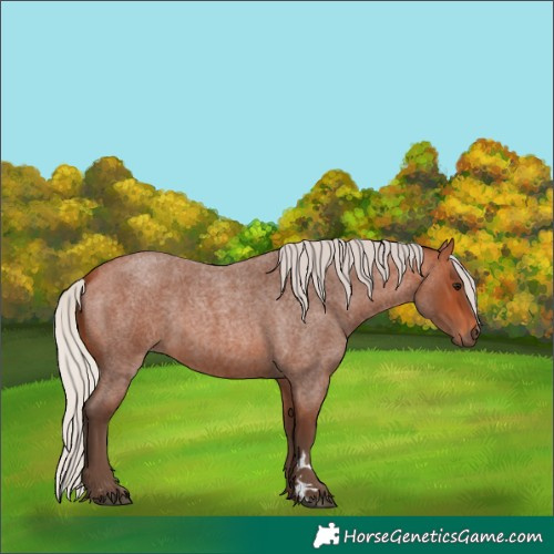 Horse Color:Silver Bay Roan 