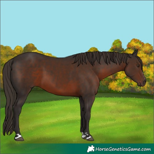 Horse Color:Liver Chestnut
