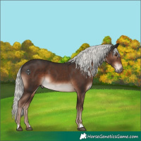 Horse Color:Liver Chestnut Mushroom