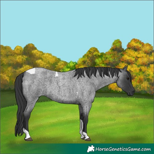 Horse Color:Blue Roan Tobiano