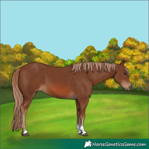 Horse Color:Chestnut 