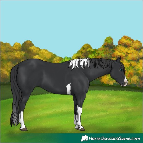 Horse Color:Black Splash Tobiano