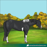 Horse Color:Black Splash Tobiano